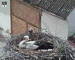 Capi_Dubne_20250517_150503.jpg