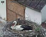 Capi_Dubne_20250517_151002.jpg