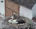 Capi_Dubne_20250517_151504.jpg