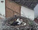 Capi_Dubne_20250517_153503.jpg