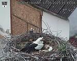 Capi_Dubne_20250517_154504.jpg