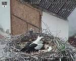 Capi_Dubne_20250517_155003.jpg