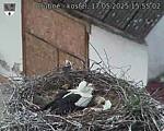 Capi_Dubne_20250517_155502.jpg