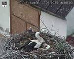 Capi_Dubne_20250517_160003.jpg