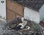 Capi_Dubne_20250517_161002.jpg