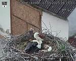 Capi_Dubne_20250517_161503.jpg