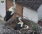 Capi_Dubne_20250517_163002.jpg