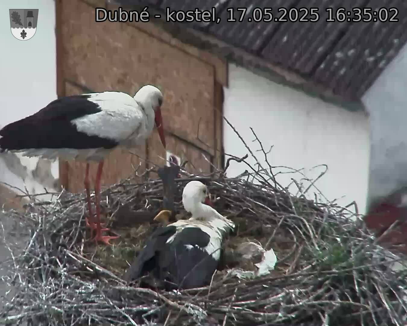 Capi_Dubne_20250517_163502.jpg (1350 x 1080)