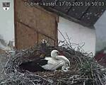 Capi_Dubne_20250517_165003.jpg