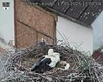 Capi_Dubne_20250517_170004.jpg
