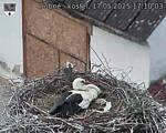 Capi_Dubne_20250517_171003.jpg