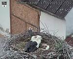 Capi_Dubne_20250517_172502.jpg
