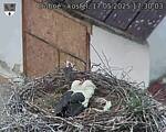 Capi_Dubne_20250517_173003.jpg