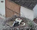 Capi_Dubne_20250517_174002.jpg
