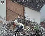 Capi_Dubne_20250517_174503.jpg