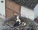 Capi_Dubne_20250517_175003.jpg
