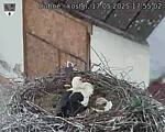 Capi_Dubne_20250517_175502.jpg