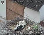 Capi_Dubne_20250517_181502.jpg