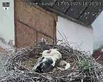 Capi_Dubne_20250517_182003.jpg
