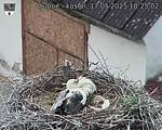 Capi_Dubne_20250517_182502.jpg