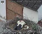 Capi_Dubne_20250517_183504.jpg