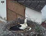 Capi_Dubne_20250517_184002.jpg