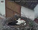 Capi_Dubne_20250517_184503.jpg