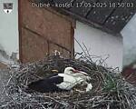 Capi_Dubne_20250517_185003.jpg