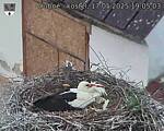 Capi_Dubne_20250517_190503.jpg
