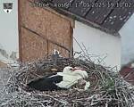 Capi_Dubne_20250517_191002.jpg