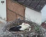 Capi_Dubne_20250517_191504.jpg