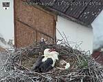 Capi_Dubne_20250517_194504.jpg