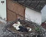 Capi_Dubne_20250517_195003.jpg