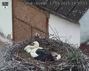 Capi_Dubne_20250517_195003.jpg (1350 x 1080)