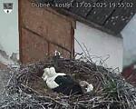 Capi_Dubne_20250517_195502.jpg
