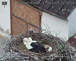 Capi_Dubne_20250517_200004.jpg