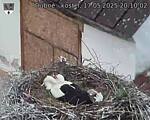Capi_Dubne_20250517_201002.jpg