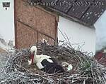 Capi_Dubne_20250517_201504.jpg