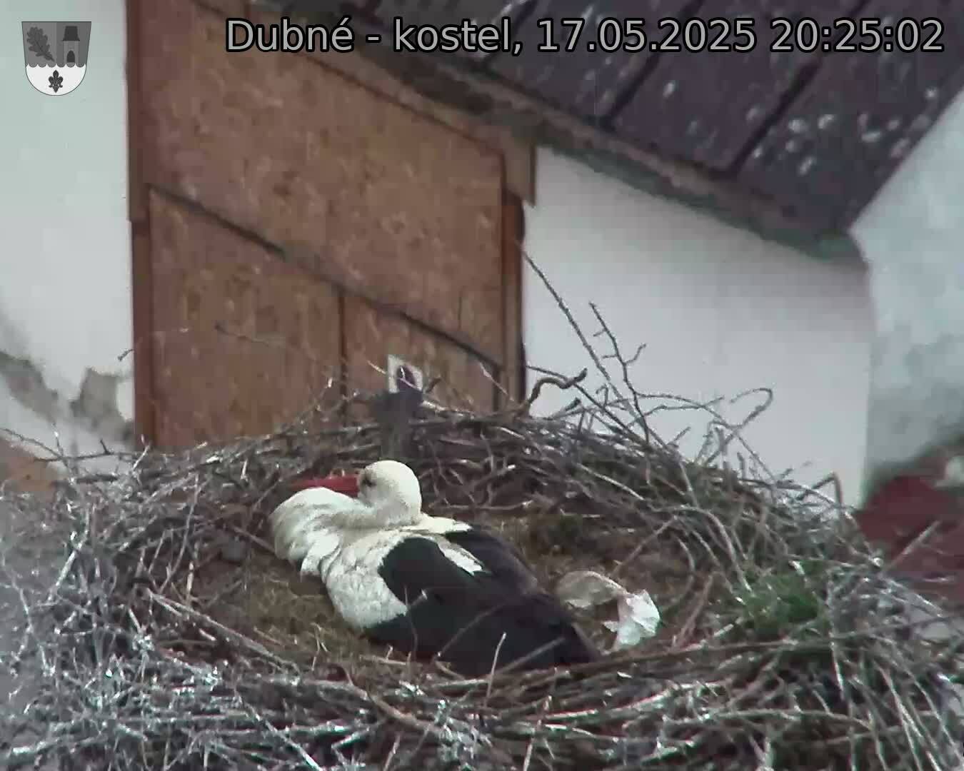 Capi_Dubne_20250517_202502.jpg (1350 x 1080)