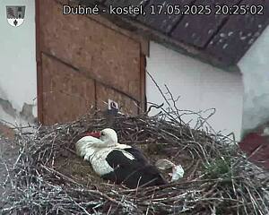Capi_Dubne_20250517_202502.jpg (1350 x 1080)