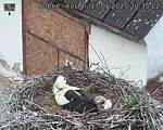 Capi_Dubne_20250517_203502.jpg