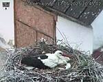 Capi_Dubne_20250517_204502.jpg