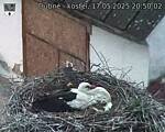 Capi_Dubne_20250517_205003.jpg