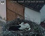 Capi_Dubne_20250517_205502.jpg