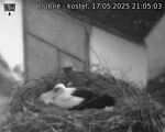 Capi_Dubne_20250517_210503.jpg