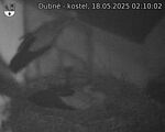 Capi_Dubne_20250518_021002.jpg