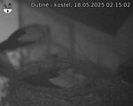 Capi_Dubne_20250518_021502.jpg