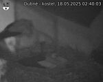 Capi_Dubne_20250518_024003.jpg