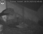 Capi_Dubne_20250518_024502.jpg