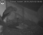 Capi_Dubne_20250518_025002.jpg